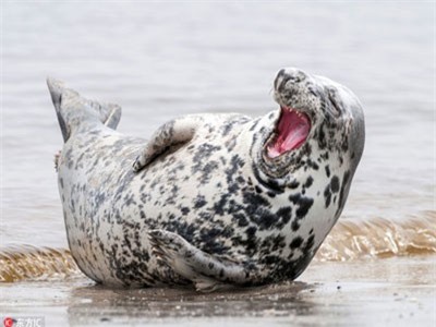 Ngắm động vật cười tươi quên trời đất, bỏ hết muộn phiền