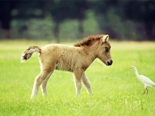 CLIP: 'Chuyện lạ' giống ngựa tí hon cực dễ thương và thông minh