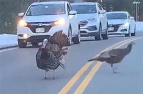 CLIP: Gà tây chặn ô tô để đồng loại sang đường