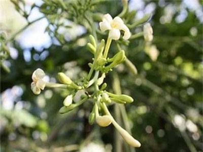 Tác dụng chữa bệnh không ngờ từ hoa đu đủ đực