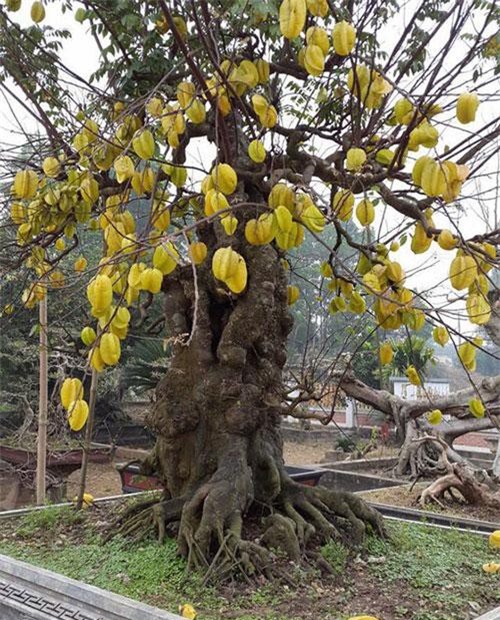 Cây khế “khủng” sai trĩu quả, trả 1,6 tỷ đồng không bán