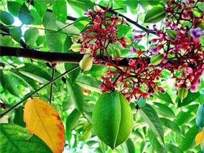 Tác dụng bất ngờ của lá khế