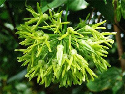 6 bài thuốc trị bệnh từ hoa thiên lý