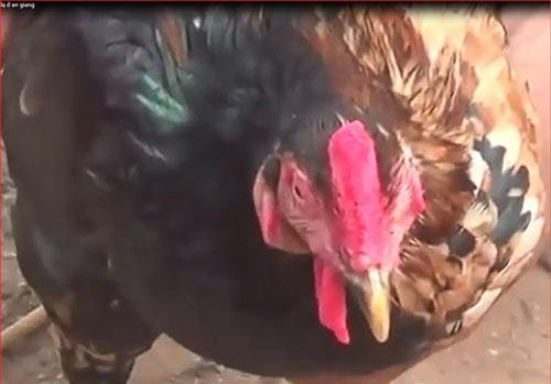 CLIP: "Sốc" với chú gà nửa trống nửa mái ở An Giang