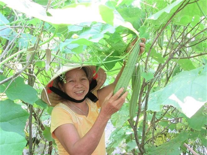 Trồng mướp khía trên đất cát, chỉ 40 ngày đã hái trái bán lấy tiền