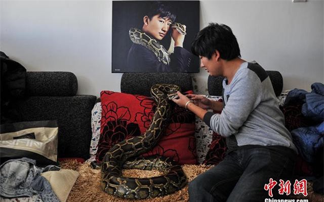 Kỳ lạ người 10 năm “sống chung” với trăn, rắn