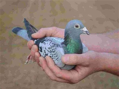 Chim bồ câu giá 1,4 triệu USD
