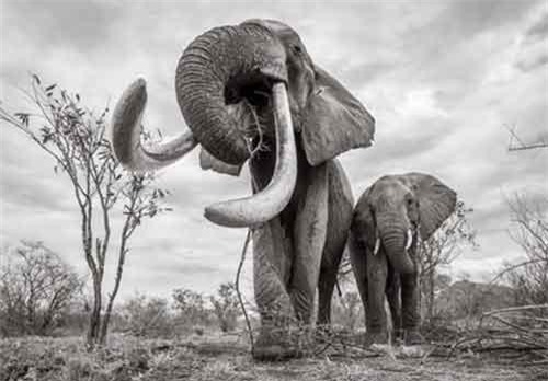 Ảnh hiếm 'nữ hoàng' voi có ngà khổng lồ