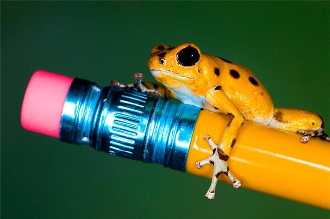 CLIP: Loài ếch có vẻ ngoài đáng yêu nhưng mang chất độc chết người