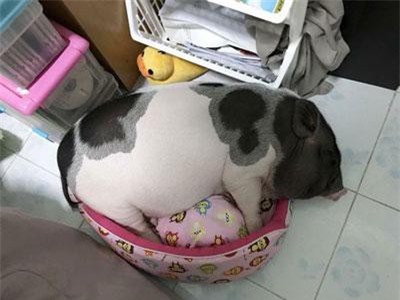 Chán chó mèo, giới trẻ Việt săn tìm 'lợn cảnh' làm thú cưng