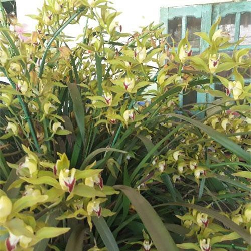 Đã mắt ngắm vườn lan “giấc mộng vua Trần” khủng nhất đất Mộc Châu