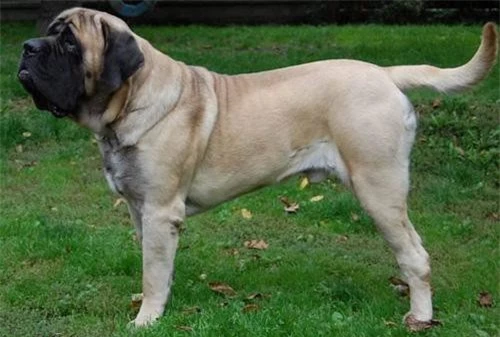 2. Neapolitan Mastiff (trọng lượng: 55-100 kg).