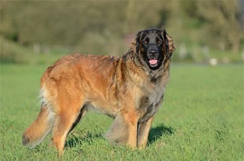 5. Leonberger (trọng lượng: 41-75 kg).