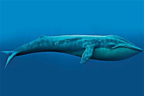 Top 10 loài cá voi nặng nhất hành tinh