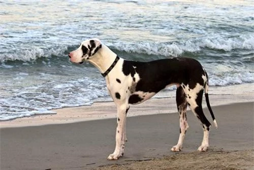 3. Great Dane (trọng lượng: 45-90 kg).