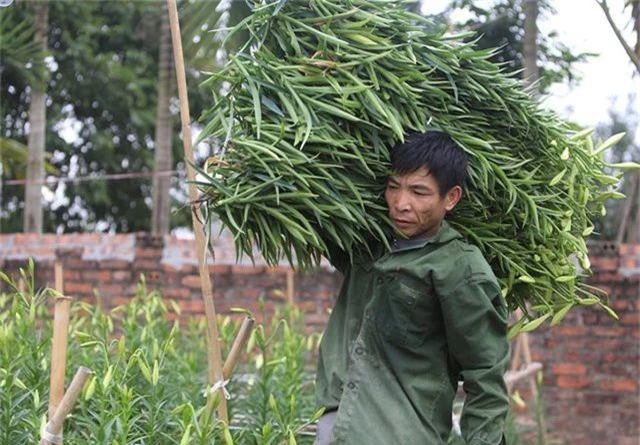 Mùa hoa loa kèn đến sớm ở Hà Nội - 4