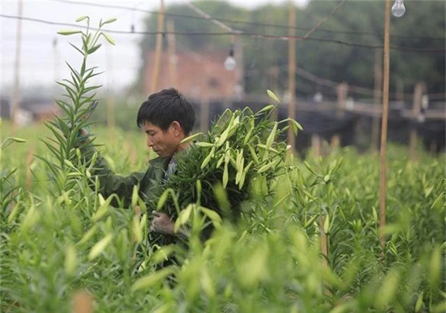 Mùa hoa loa kèn đến sớm ở Hà Nội - 7