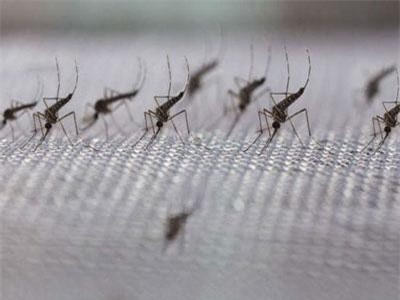 Phát hiện thuốc có khả năng làm giảm sự lây lan của bệnh sốt rét