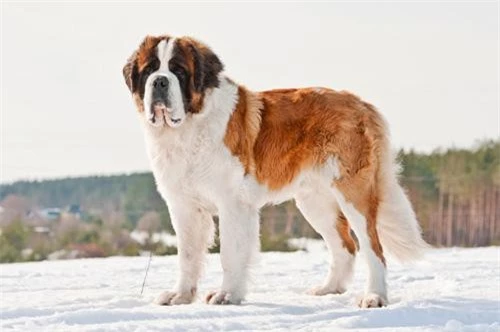 1. Saint Bernard (trọng lượng: 64-120 kg).