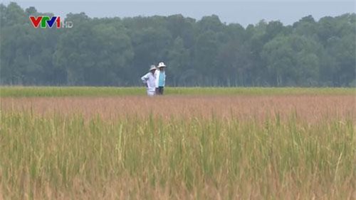 TT-Huế: Hàng trăm ha lúa Đông Xuân bị ảnh hưởng do nắng hạn