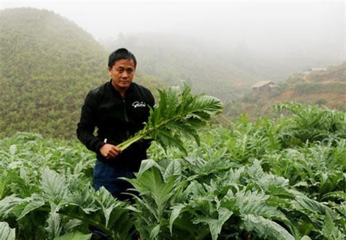 Chốn sương mù, kiếm bộn tiền nhờ loài cây bán cả lá lẫn hoa