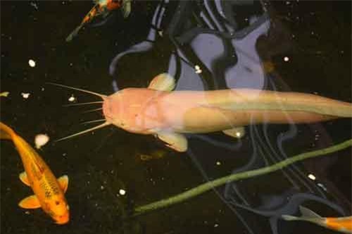 Cá trê “khủng” toàn thân màu trắng ở Đồng Tháp