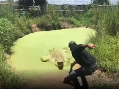 CLIP: Rùng mình trước màn ngụy trang hoàn hảo của cá sấu