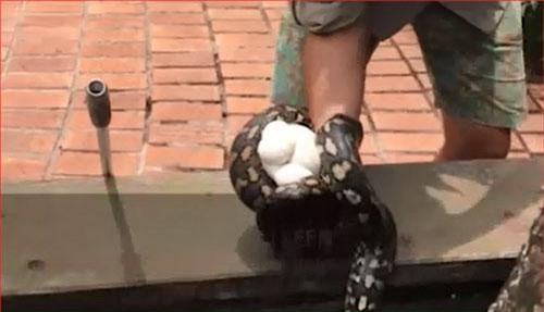 CLIP: Trăn mẹ ôm ổ trứng trốn ở sân nhà dân