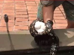 CLIP: Trăn mẹ ôm ổ trứng trốn ở sân nhà dân