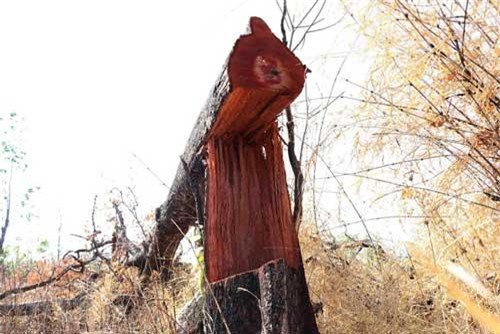 Hàng chục ha rừng bị lấn chiếm, sang nhượng trái phép