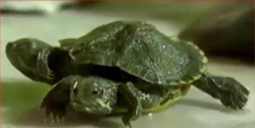 CLIP: "Chuyện lạ" con rùa có 2 đầu 6 chân