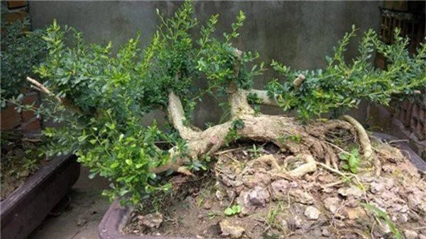 Sam nui bonsai cay cuc quy hiem lai con la cay thuoc o mien Trung-Hinh-2