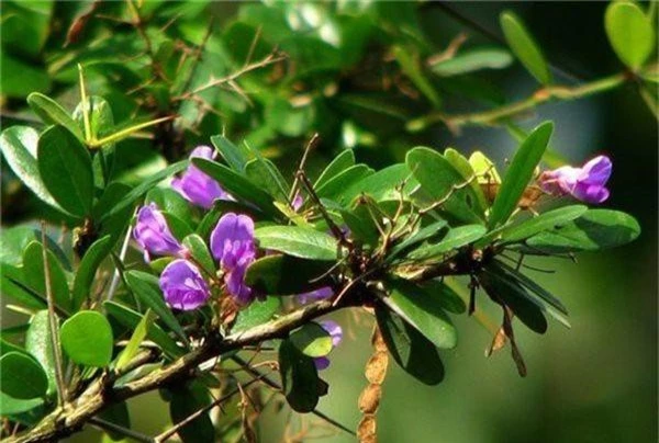 Sam nui bonsai cay cuc quy hiem lai con la cay thuoc o mien Trung-Hinh-5