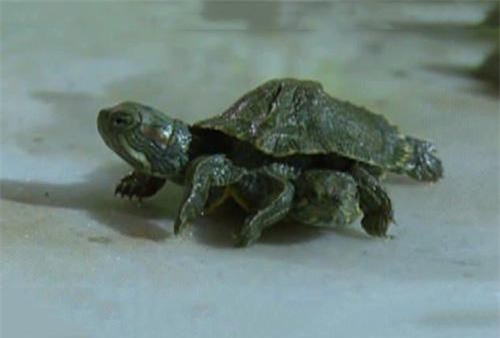 CLIP HOT (24/3): Màn ngụy trang hoàn hảo của cá sấu, kỳ lạ chú rùa 2 đầu 6 chân