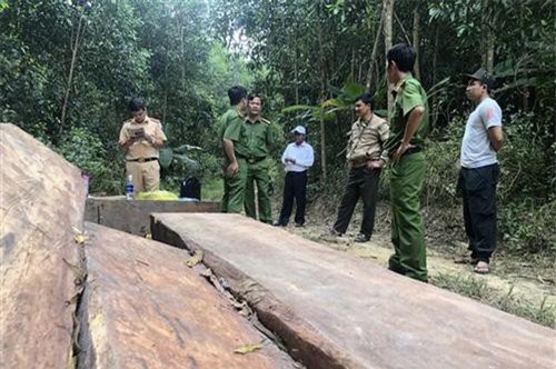 Đắk Lắk: Khởi tố 3 đối tượng nhận phá rừng thuê