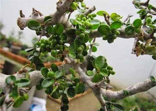 Sam núi bonsai cây cực quý hiếm lại còn là cây thuốc ở miền Trung