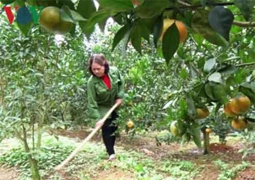 Cam “vàng” ở Khe Bút làm giàu cho bà con nông dân