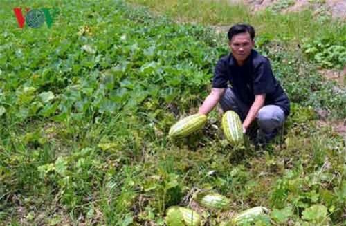 “Đưa màu xuống ruộng” cho thu nhập gấp nhiều lần trồng lúa