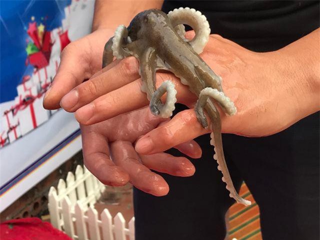 CLIP: Đặc sản ruốc "chân dài" đắt đỏ giá cả triệu bạc mỗi kg