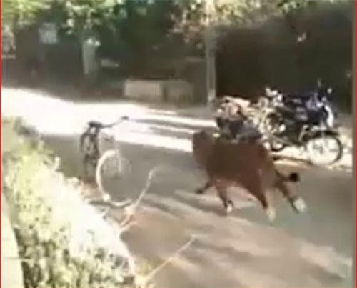 CLIP: Làng đang yên bình hoảng loạn vì sư tử từ đâu lao đến