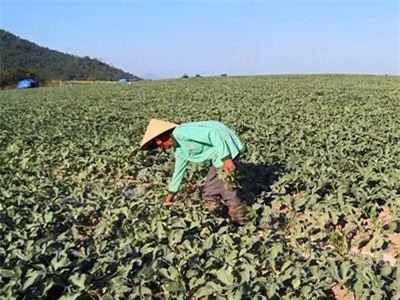 Nhóm côn đồ trắng trợn đòi "bảo kê", cướp "bát cơm" nông dân nghèo tại Phú Yên