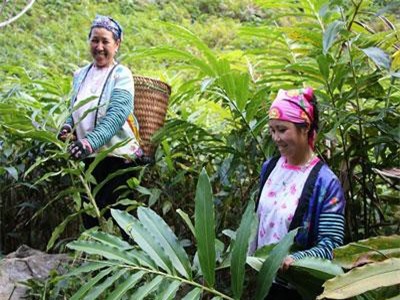 Sơn La: Kiếm khá tiền từ loài cây mọc rậm trong rừng, quả ra dưới gốc