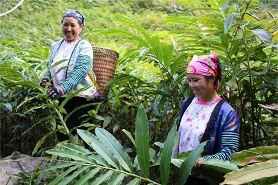 kiem kha tien tu loai cay moc ram trong rung, qua ra duoi goc hinh anh 1