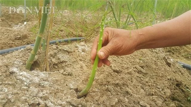 rau hay bi e chuyen trong mang tay, hai bao nhieu lai khuan het hinh anh 2