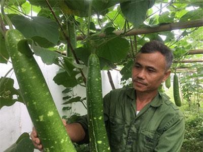 Hòa Bình: Dùng nhà màng trồng bầu canh đẹp như tranh, từ lỗ thành lời