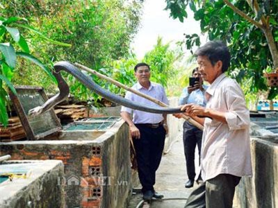 Kiên Giang: 5 năm nuôi mãng xà cực độc, bị cắn bao lần nhưng vẫn mê