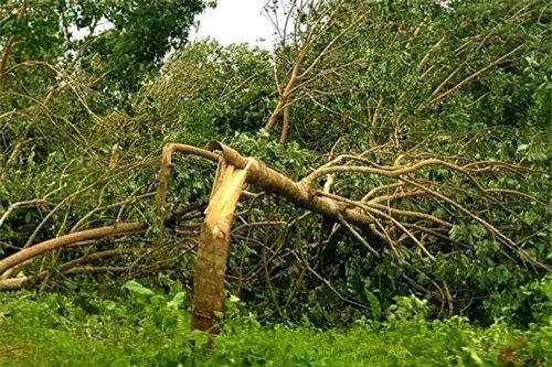 Vỡ mộng cây cao su: “Vàng trắng” thành mất trắng