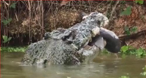 CLIP: Cá mập bị cá sấu xơi tái khi đi lạc vào cửa sông