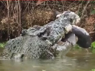 CLIP: Cá mập bị cá sấu xơi tái khi đi lạc vào cửa sông