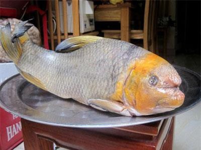 5 loài cá cực hiếm được ví là 'ngũ quý hà thủy', có tiền cũng khó mua